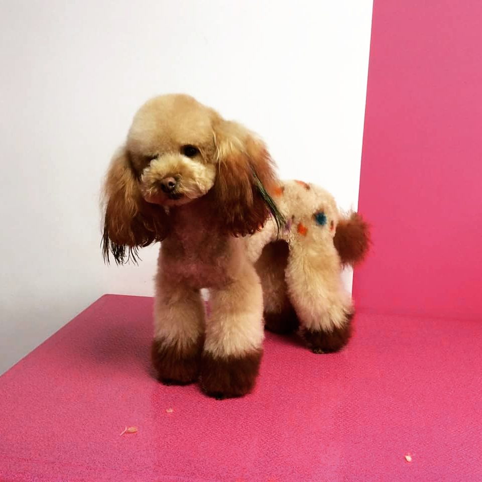 A creatively groomed toy poodle with painted spots on a hot pink table