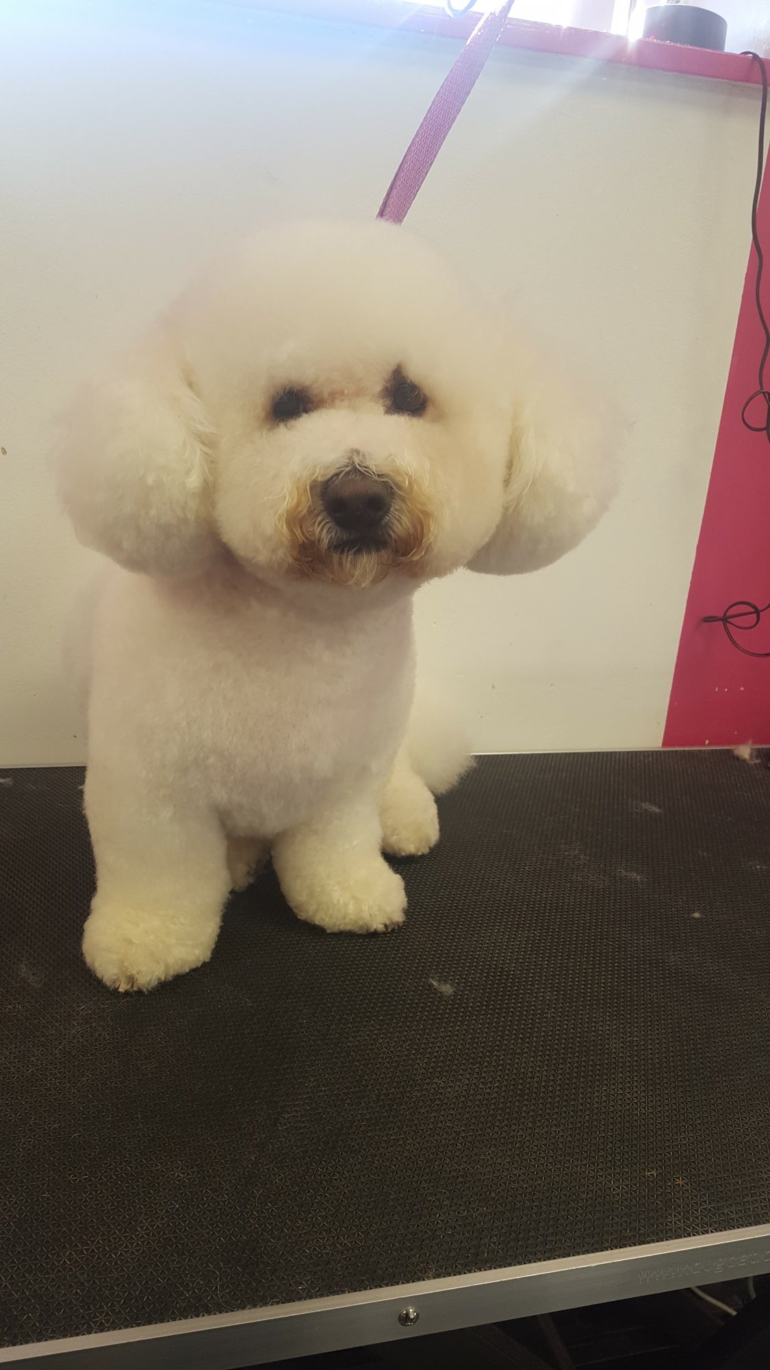 A white bichon-style dog with round fluffy ears on the table