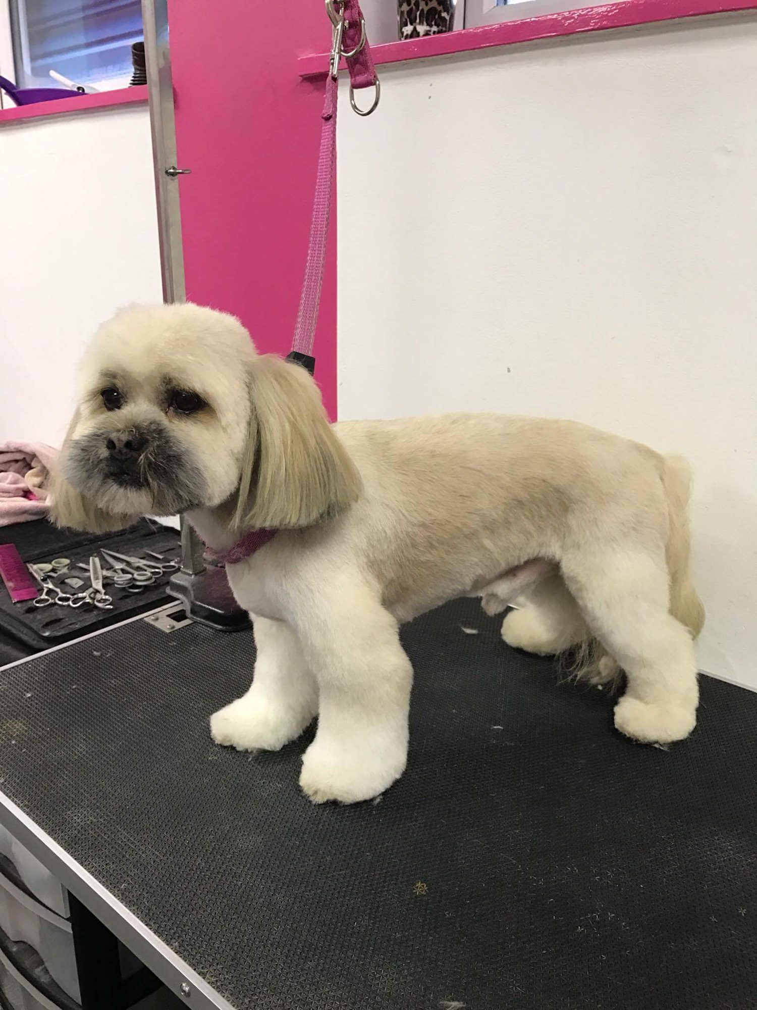 A neatly trimmed Lhasa-type dog standing on the black grooming table