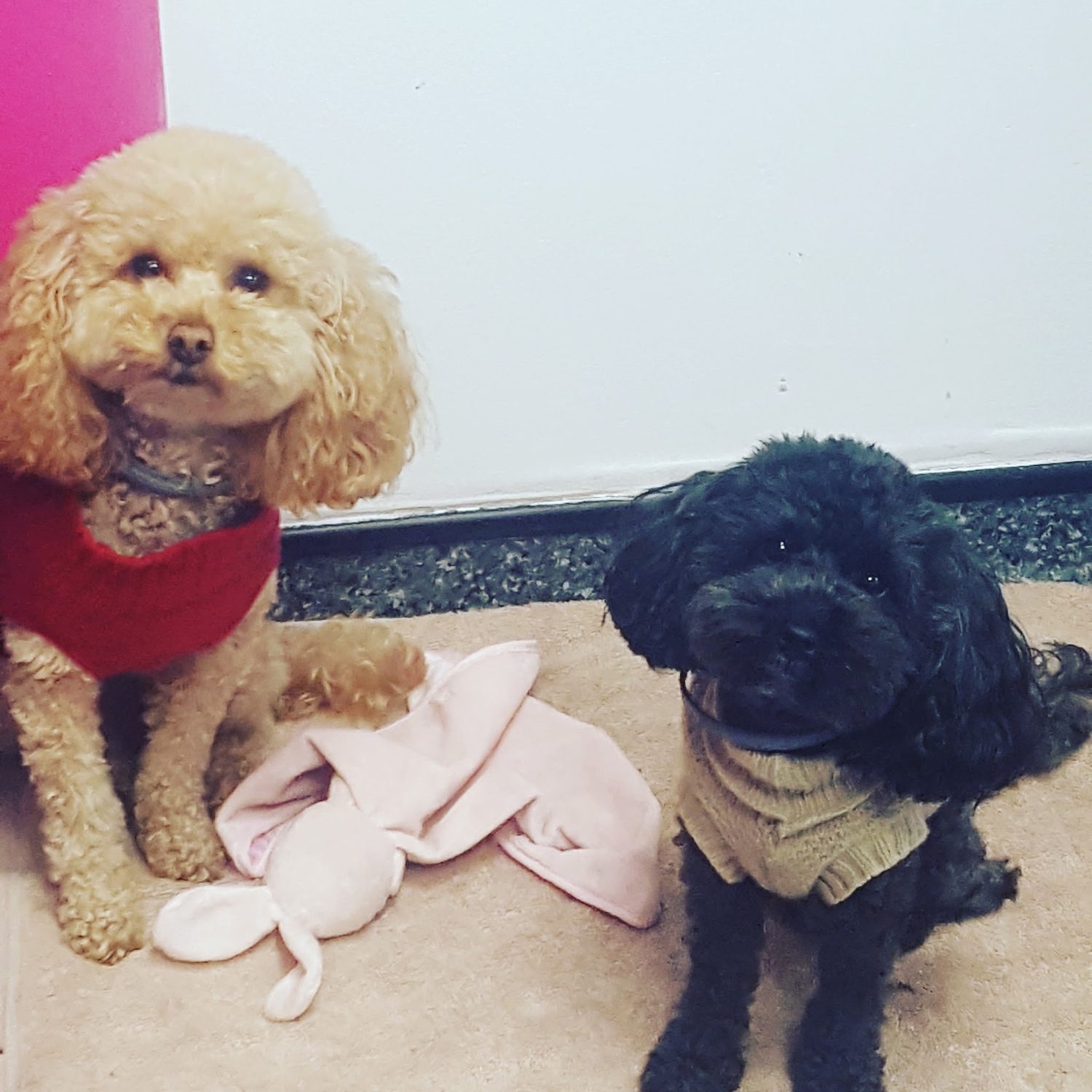 Two small dogs in knitted jumpers