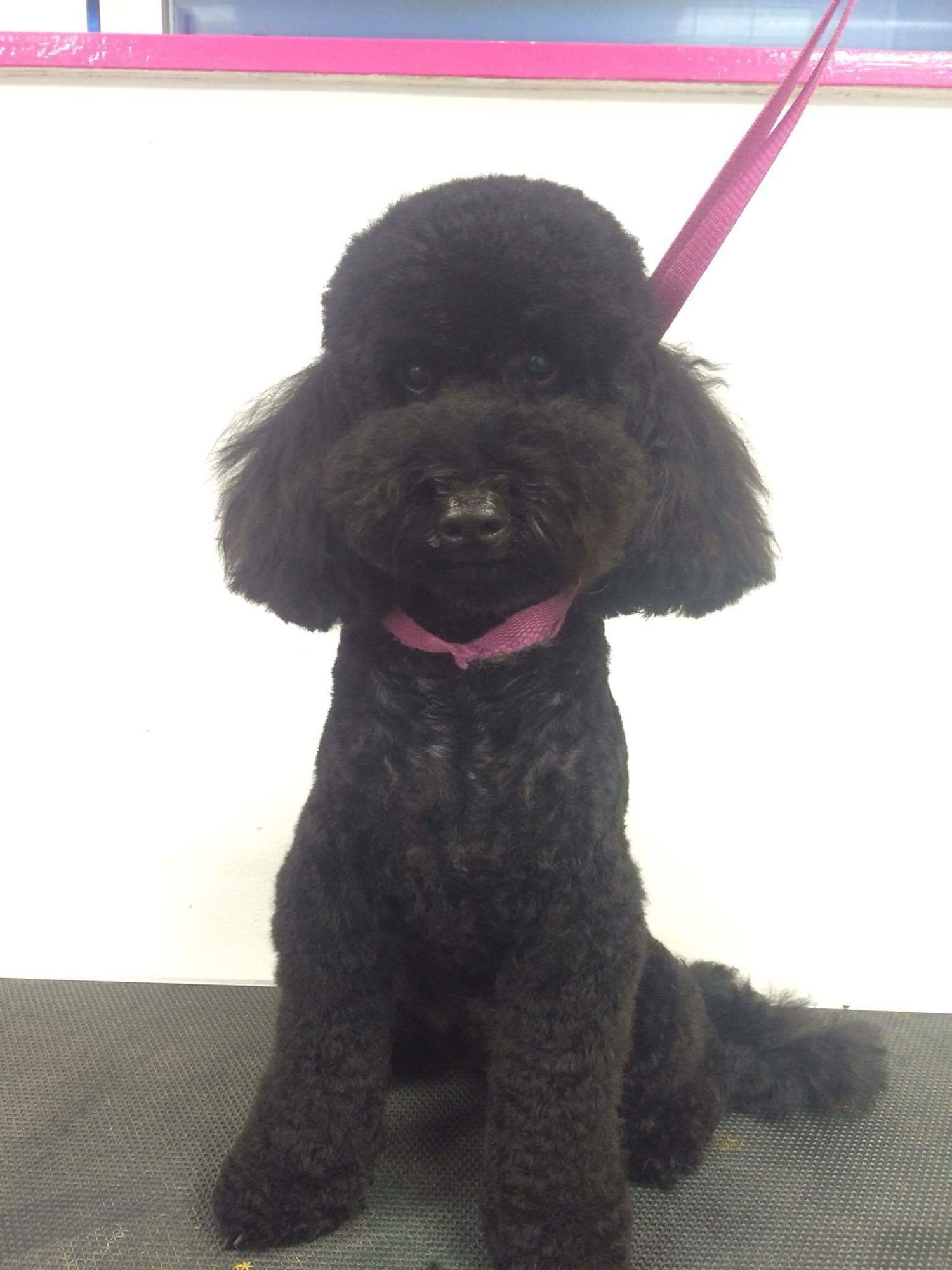 A black poodle with a pink collar sitting on the grooming table