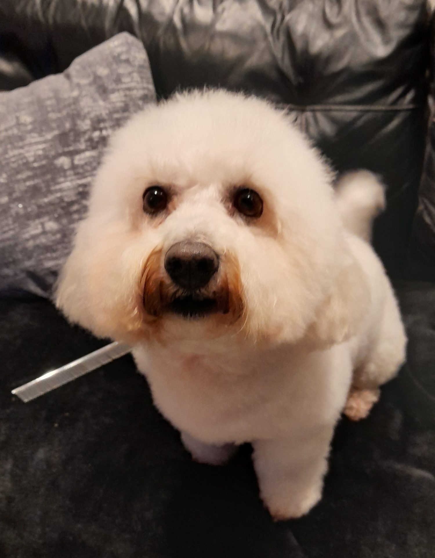 A fluffy white dog freshly groomed, sitting on a black sofa