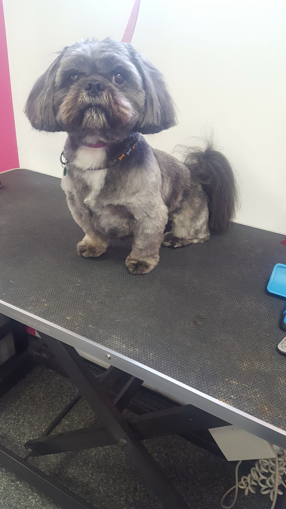 A Shih Tzu with a tidy trim sitting on the grooming table