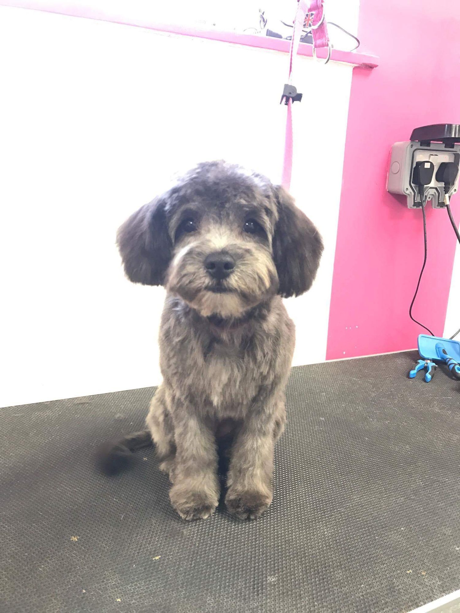 A small grey dog with a fluffy face on the grooming table